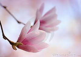 Photo 451448